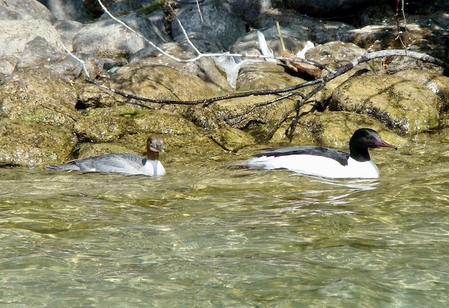 goosander